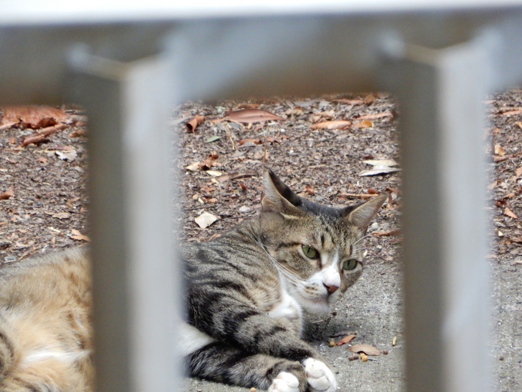 今日も何の用ニャ？？
