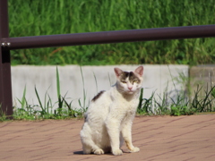 何にゃ？