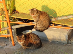 うとうと。。。