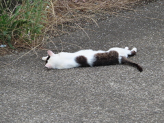 週末のお父さん・・・？