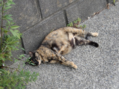 長時間は無理だったニャ。おやすみ。。。