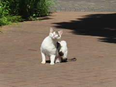 かゆいのニャ。。