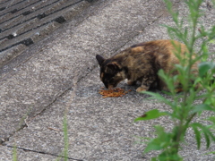 ご飯タイムニャ♪