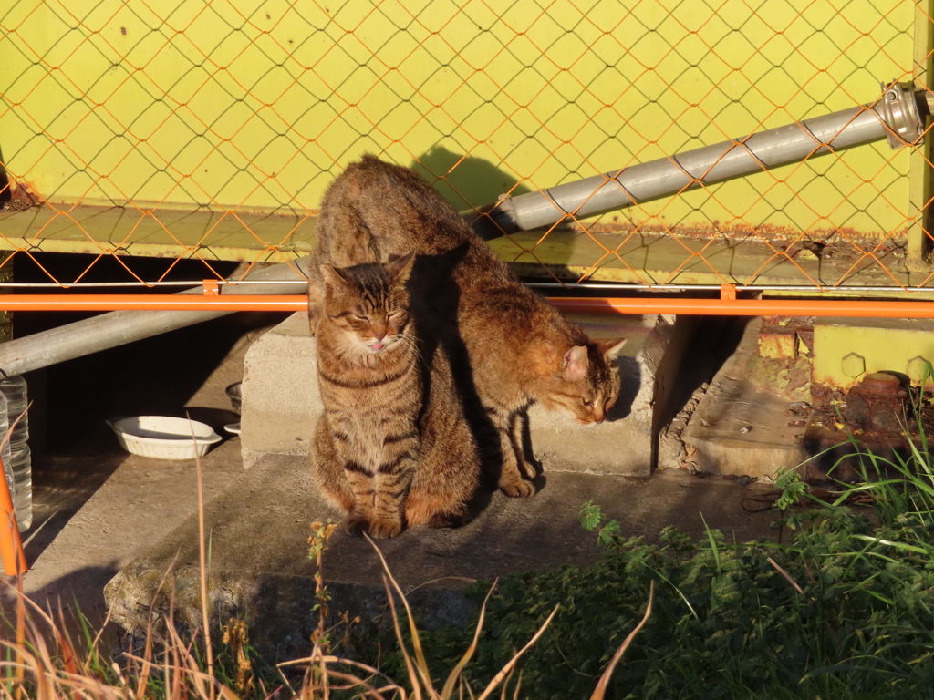 ブロードウェイデビューも夢じゃない！？