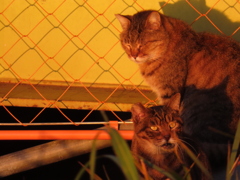 まだ撮ってるの？