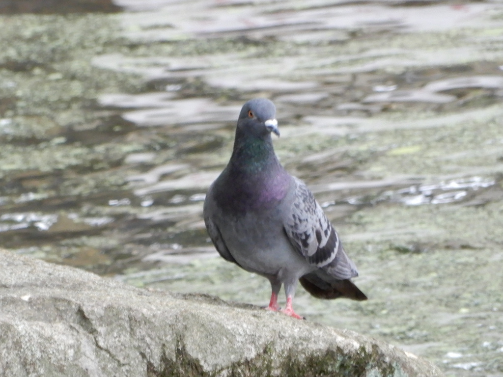水辺で一休み