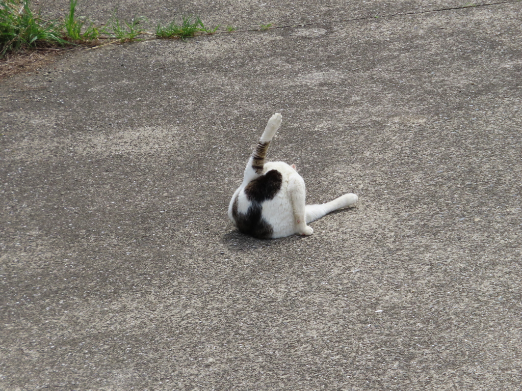 アクロバットな姿を披露するニャ！！