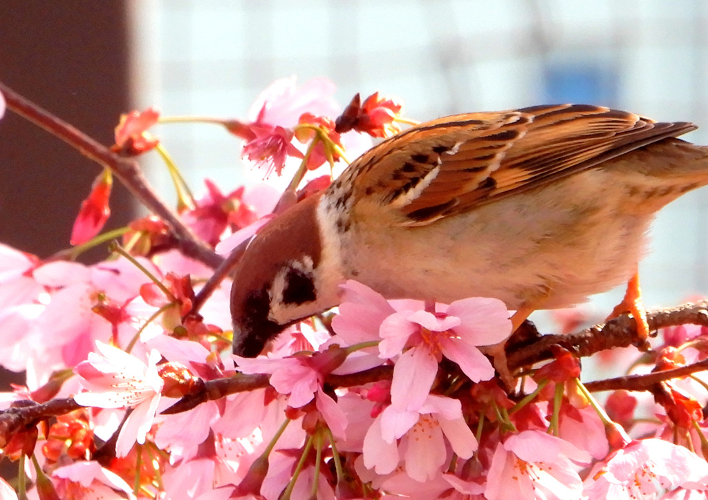 美味しいお花見っけ♪