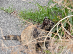 こんな朝早くに何してるニャ？