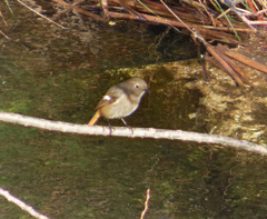 ちょこんとジョビ子♪