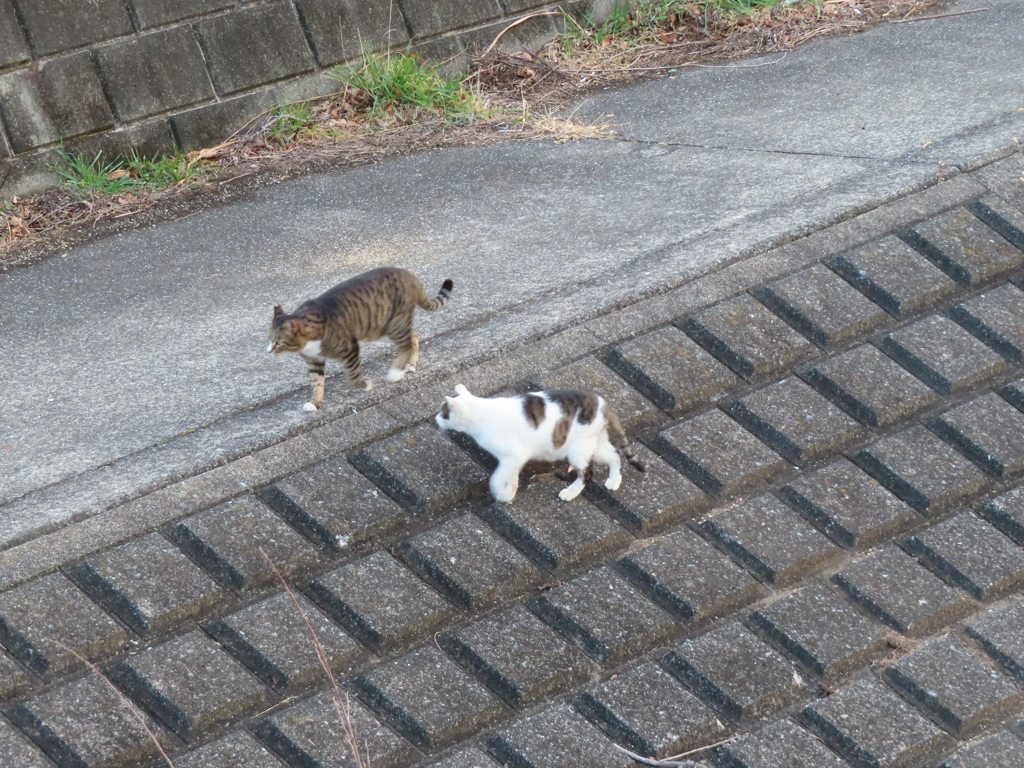 ごはんだ♪ごはんだ♪らんらんらん♪