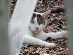 ニャんでこんな時間にいるのニャ！？！？！？！？