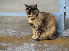 今日はハチワレがいないのニャ♪