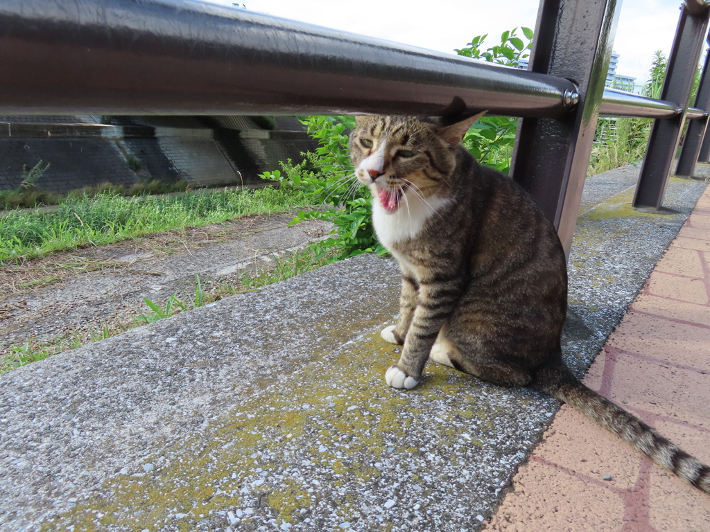 ふあーーーーあ