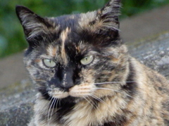 今日は機嫌がいいからサービスショットにゃ♪