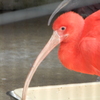 ショウジョウトキ