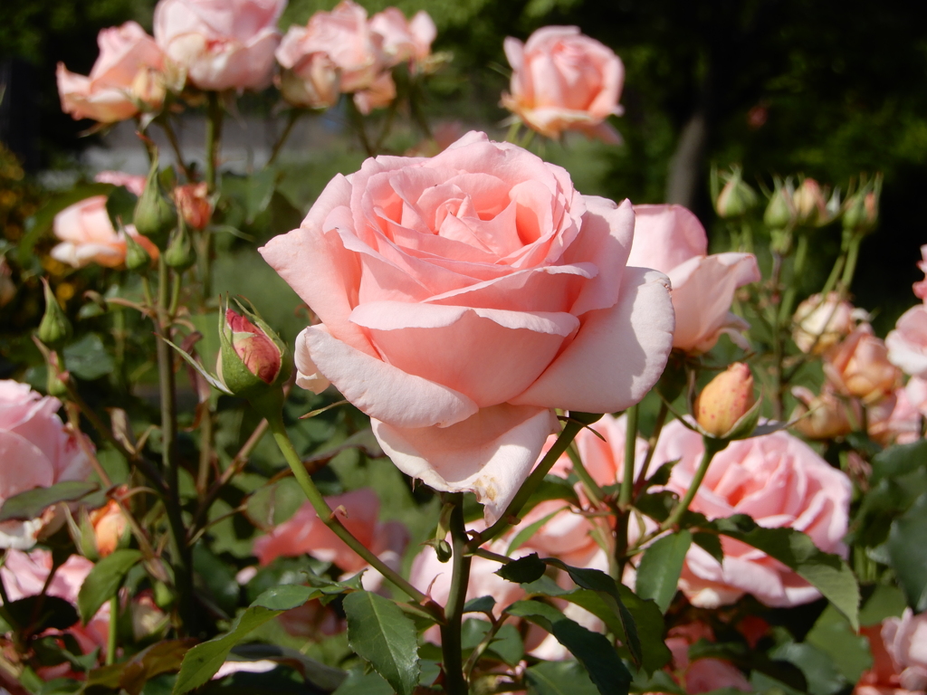 アリスの花園のような