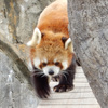レッサーパンダちゃん！！