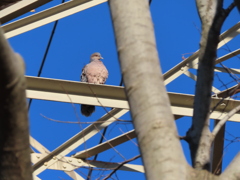 鳴き声が・・・