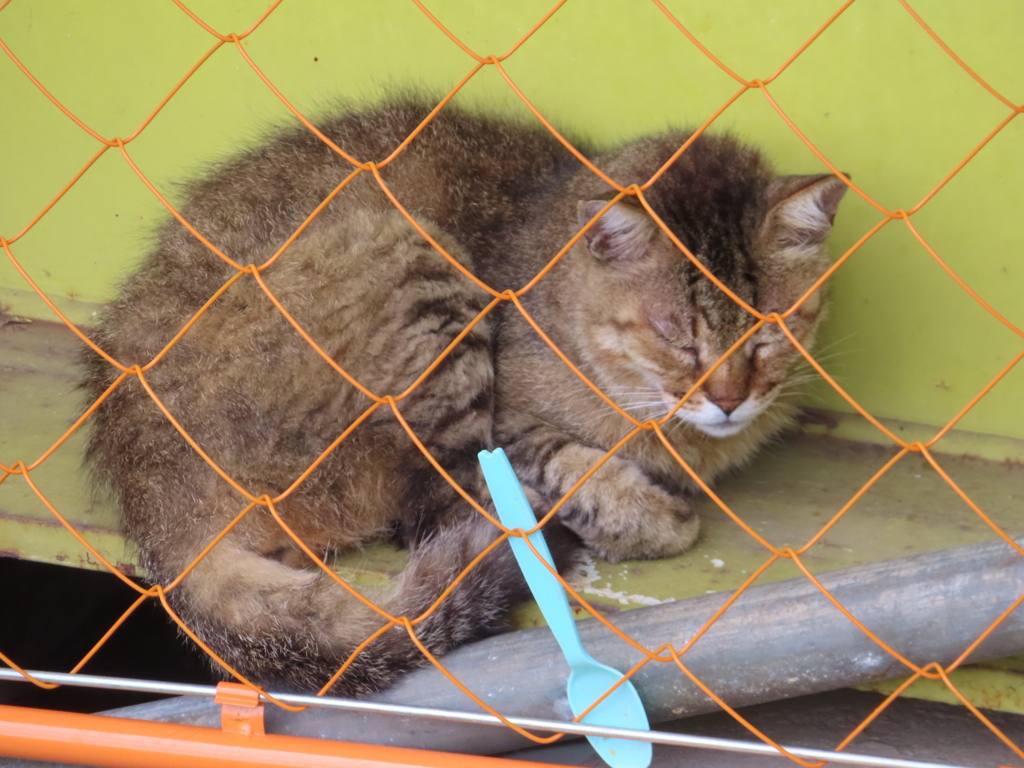 動物園のライオンみたい