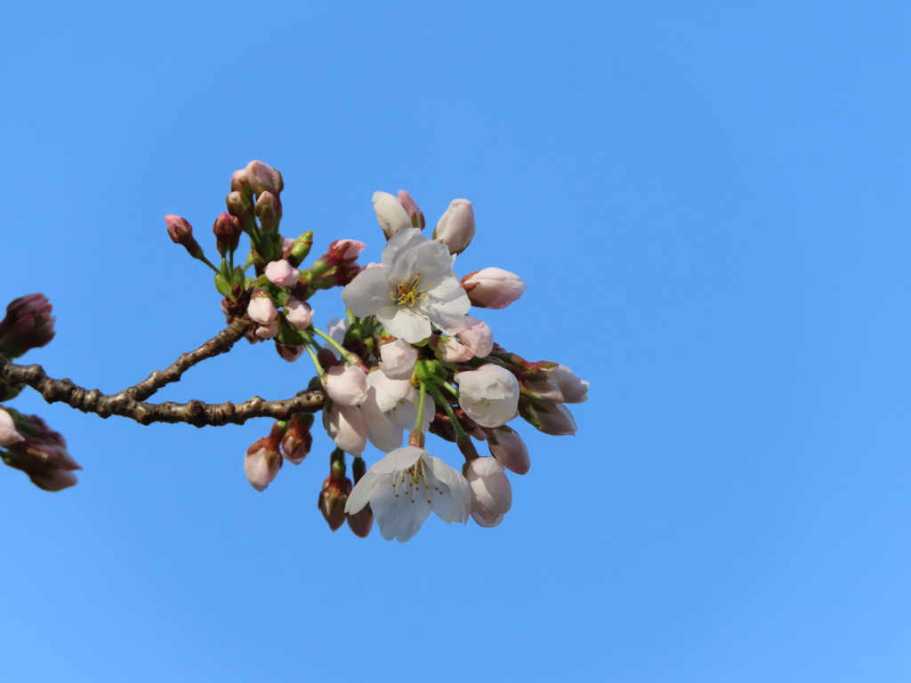 この日の桜はまだつぼみ