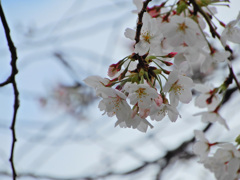 花曇り