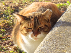 今日は暖かいのニャ♪