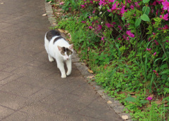 「俺のキジーに何してるのニャ？」