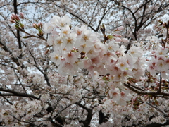 桜色でいっぱい