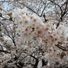 桜色でいっぱい