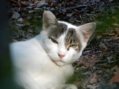 うちのキジーに何する気ニャ！！！！