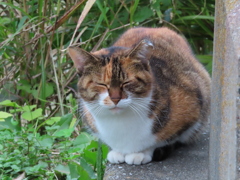 かわいいお顔は見せてあげない主義なのニャ♪