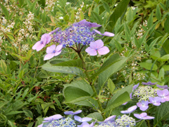 晴れの日の紫陽花