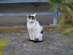 今日はハチワレが占拠しています！！
