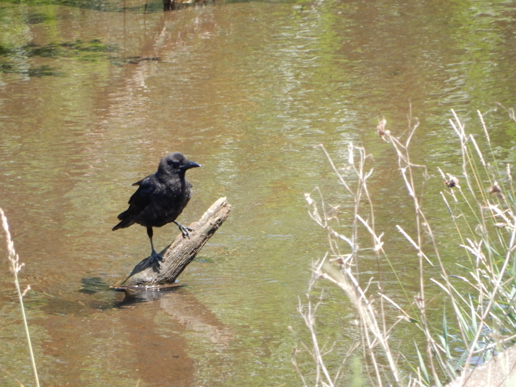 どうも、水鳥です（大嘘）