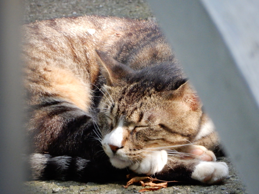 こちらもすやすや。。。