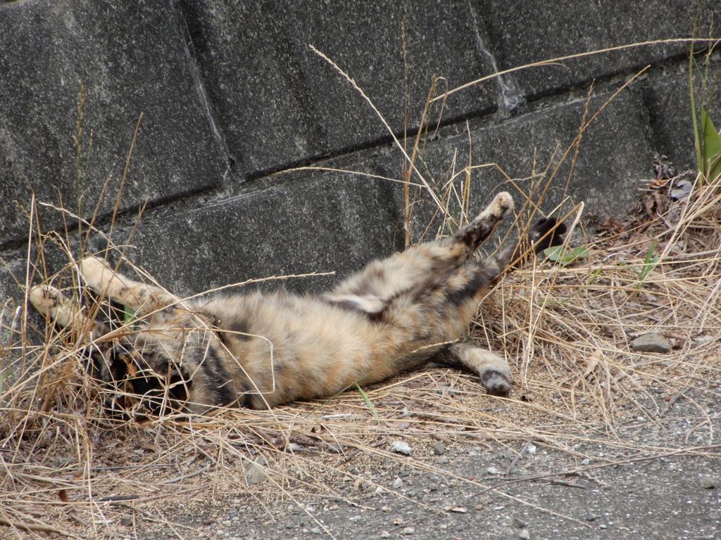 誰が佐清ニャ！！！