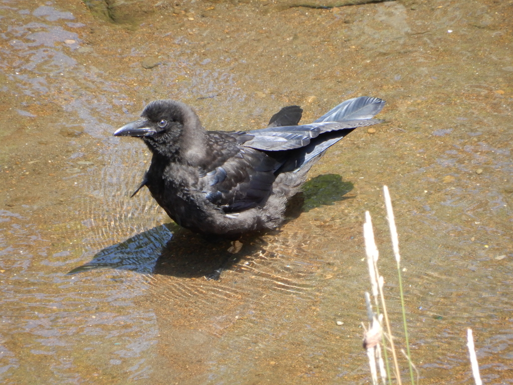 川での水浴び、気持ちいいな♪