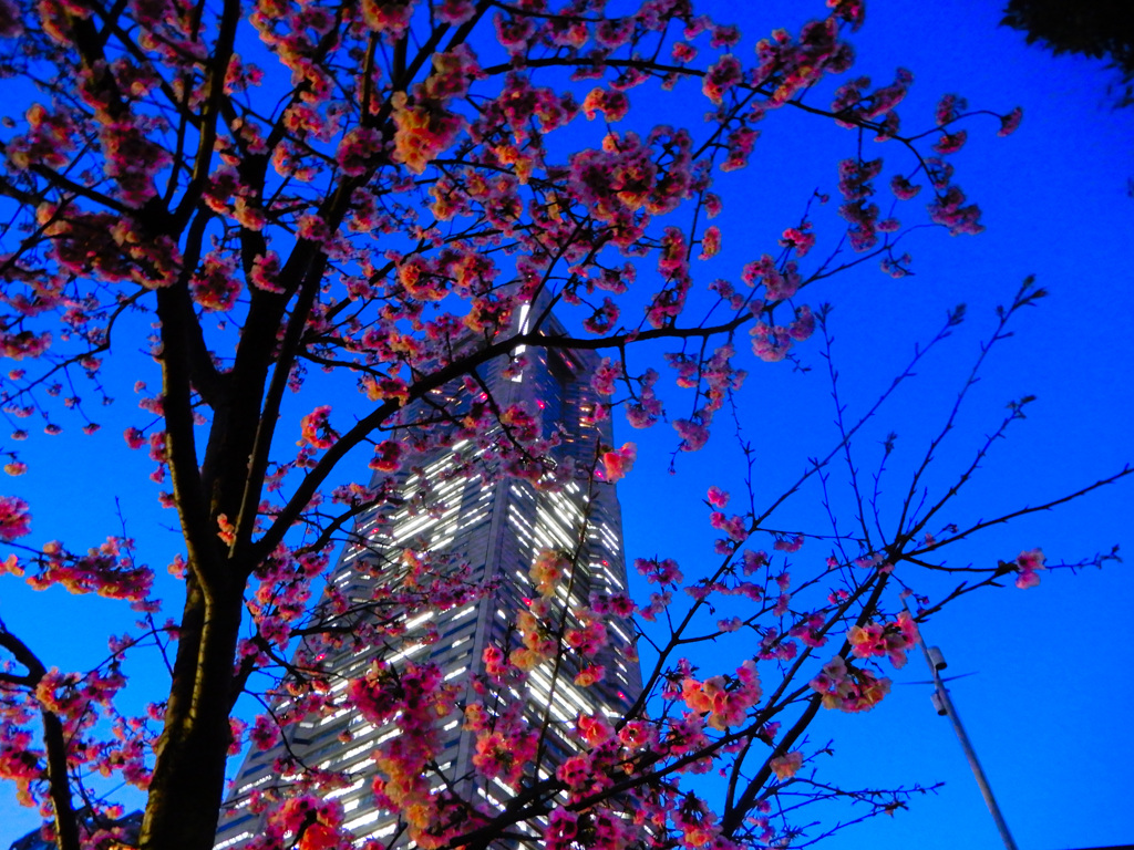 夜の大寒桜