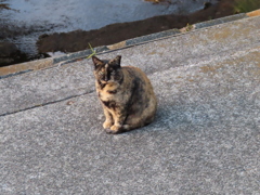 ちんまりとね♪