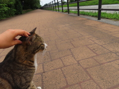 ヘッドスパをお願いしますニャ。。