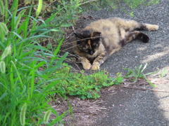 じっと見つめる