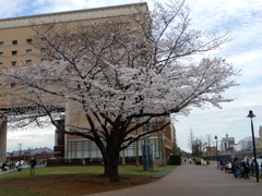 ナビオスと桜