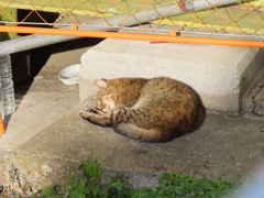 まったり過ごすニャ
