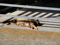 ボスが落ちてる・・・！！