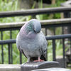 羽繕い♪