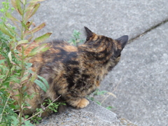 横取りできないかニャ。。。