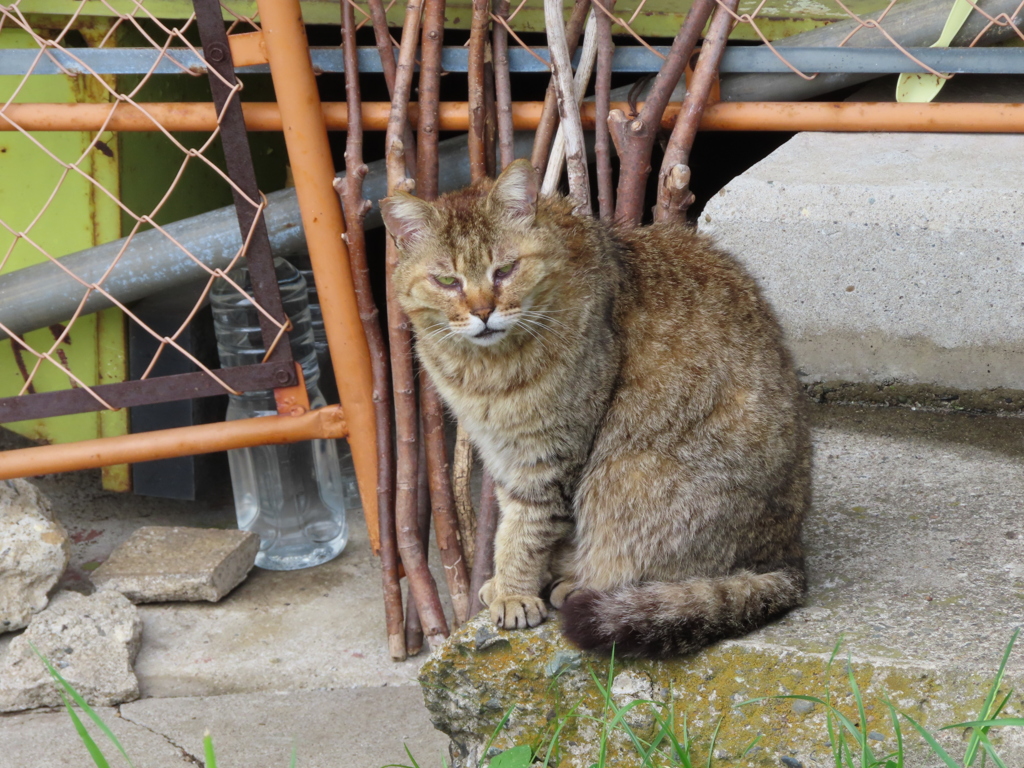 百獣の王のような面構え！！