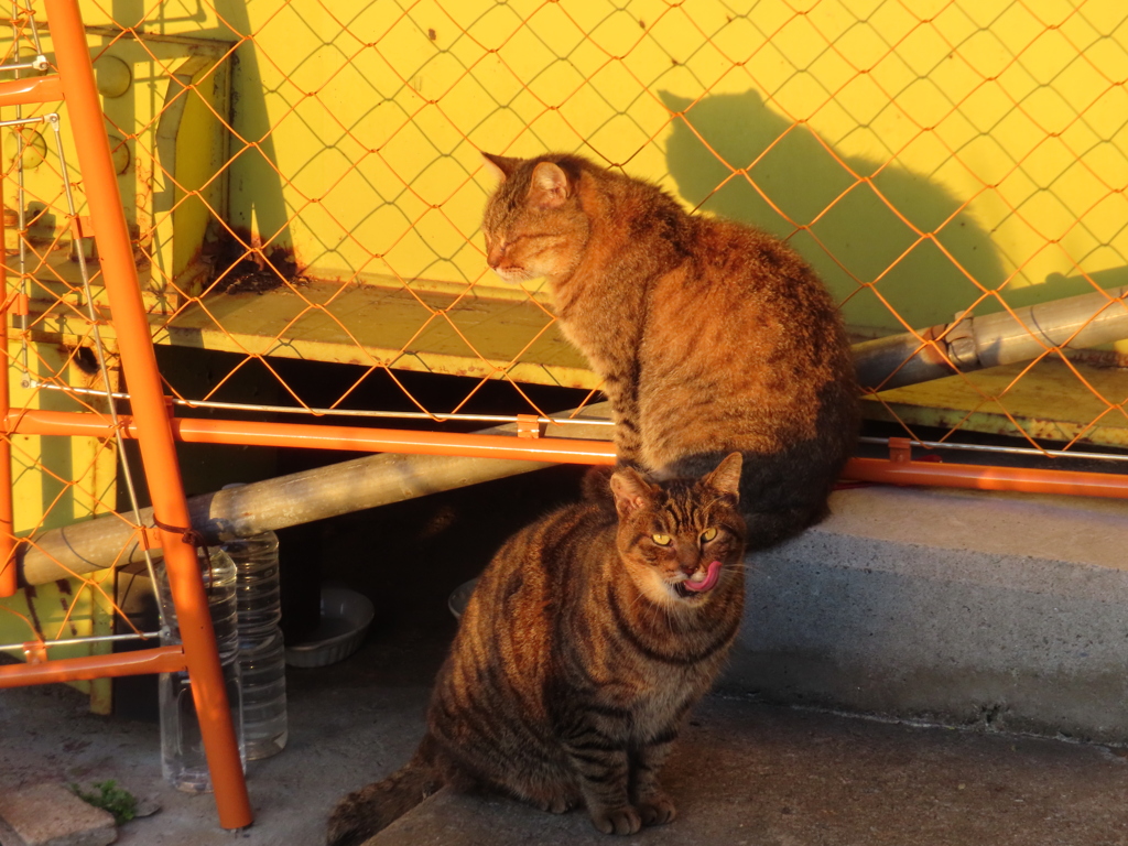 雑誌「CATS」の表紙にいかが？