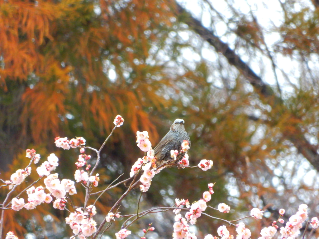 僕は花より団子だね！！